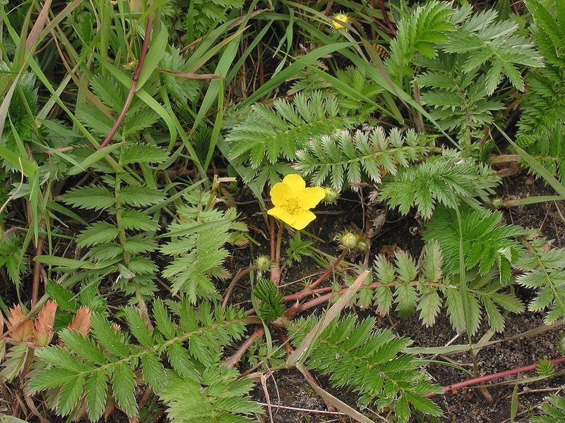 Cinquefoil ganso