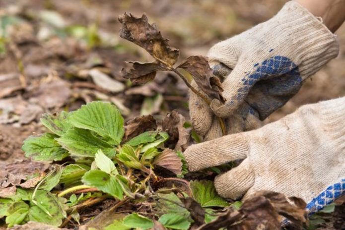 Pembuangan daun kering dan berpenyakit