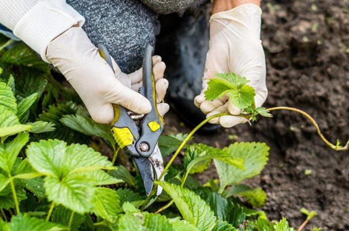 Trimming av jordbærbarten