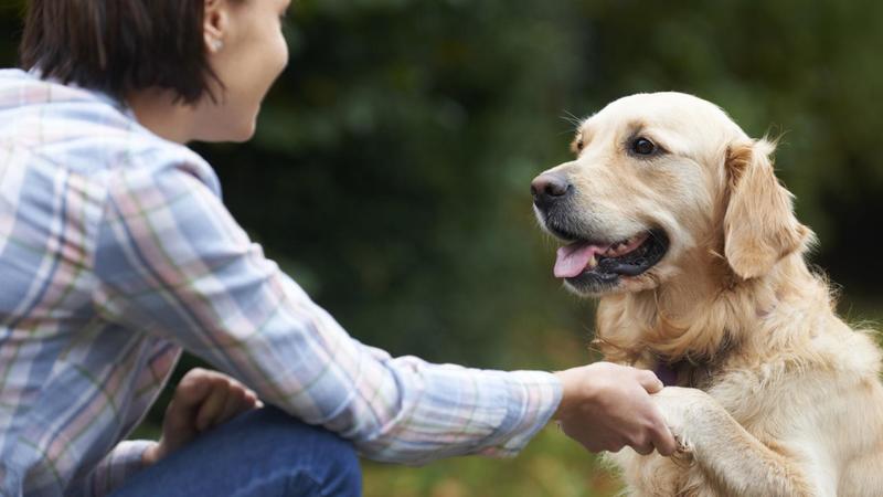 Hundebesitzer