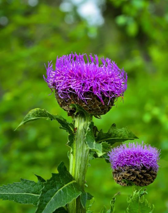 Leuzea safflor