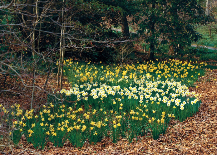 Jonquilles en plein champ