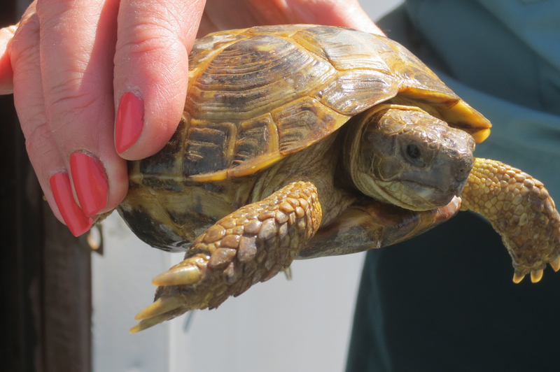 Schildkröten Orenburg Region