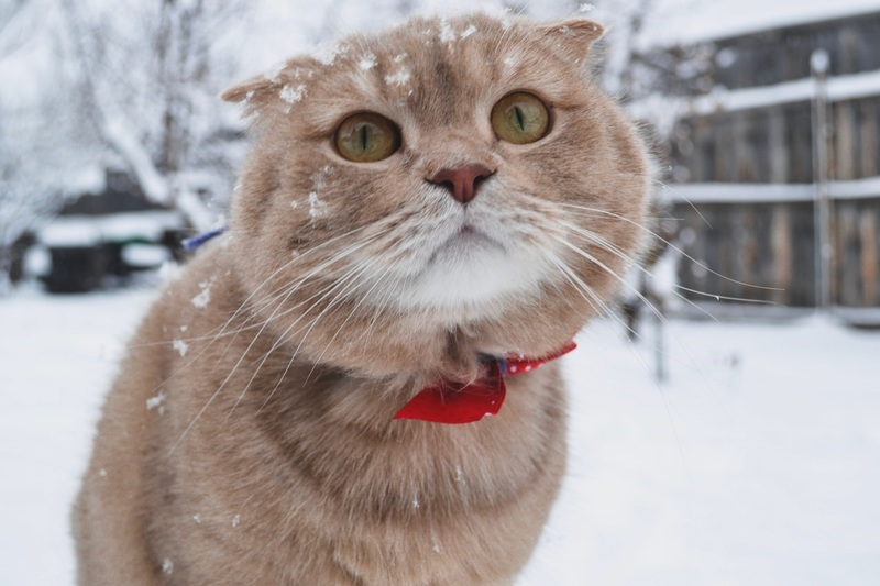 Manchmal kommen sie zurück: Eine Amerikanerin hat ihre Katze gefunden, die vor 11 Jahren verschwunden ist