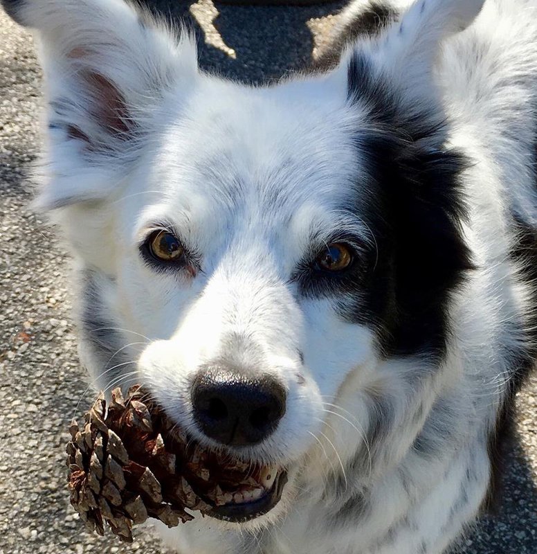 Hon kände över tusen ord och kunde skilja färger: den smartaste hunden dog i USA