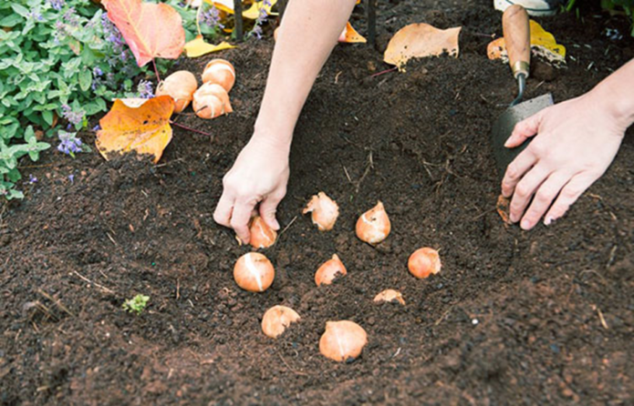 Plantning af påskeliljeløg om efteråret