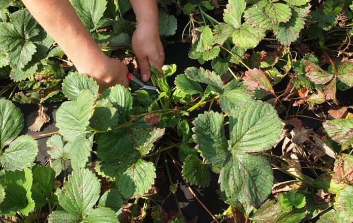 Poda de caules de morango