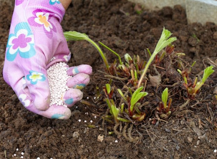 Hrănirea plantelor