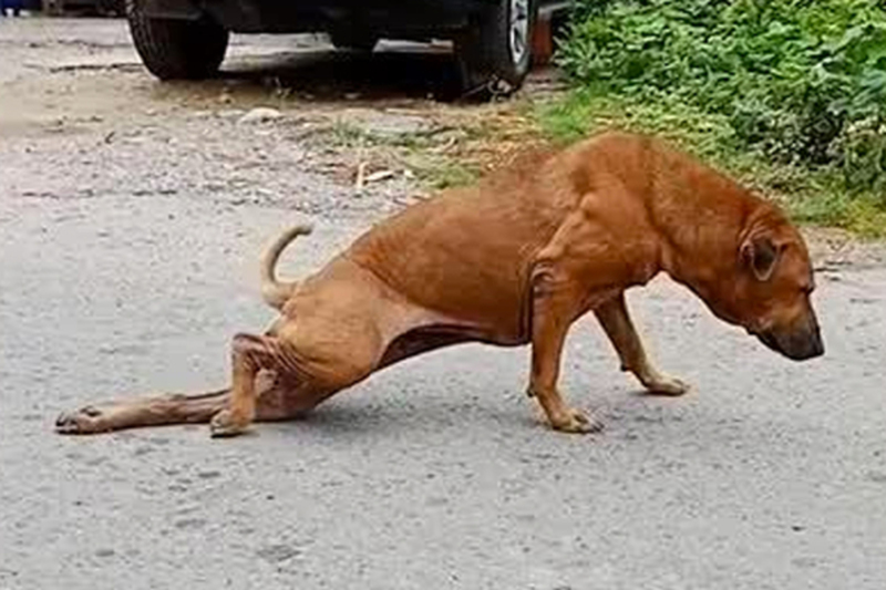 cachorro implora por comida