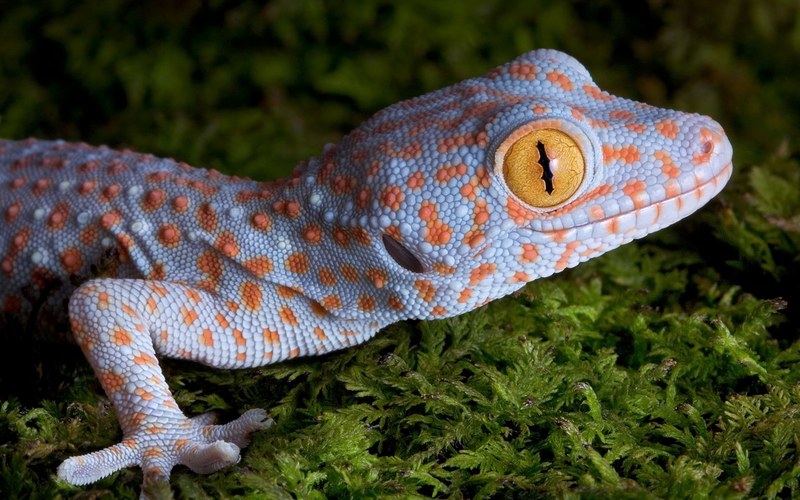 Gecko