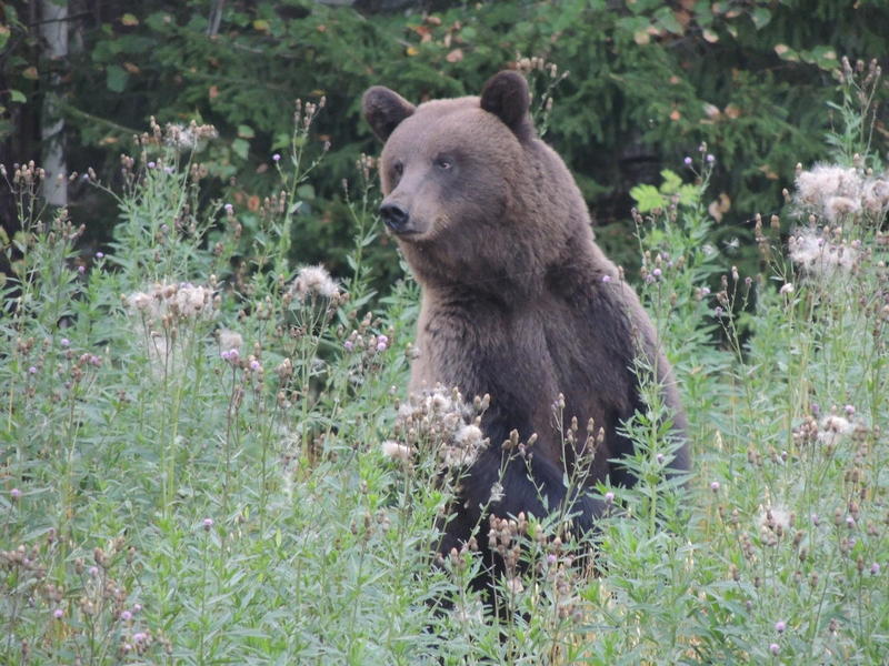 o urso veio para a casa