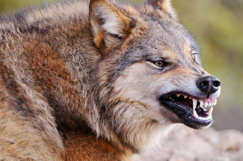 Vorsicht, Wölfe: Die Bewohner des Dorfes Baschkirisch fürchten den Angriff wilder Tiere