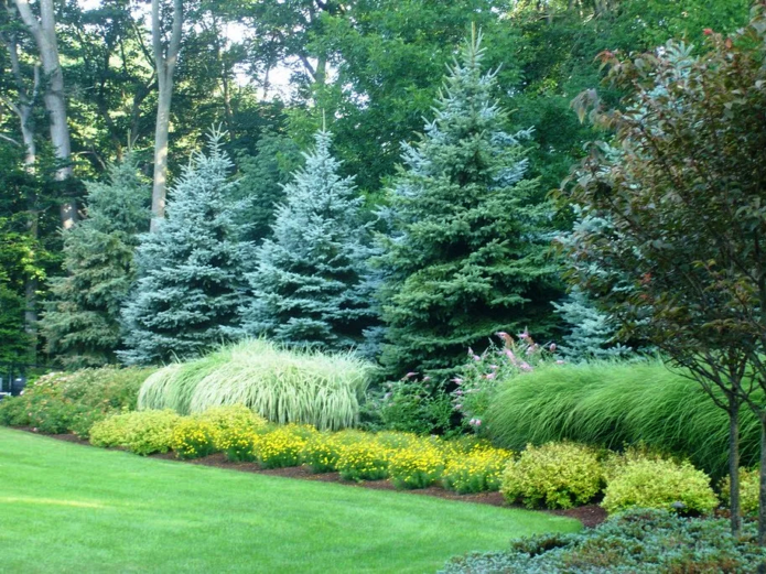 Spruce dalam reka bentuk landskap