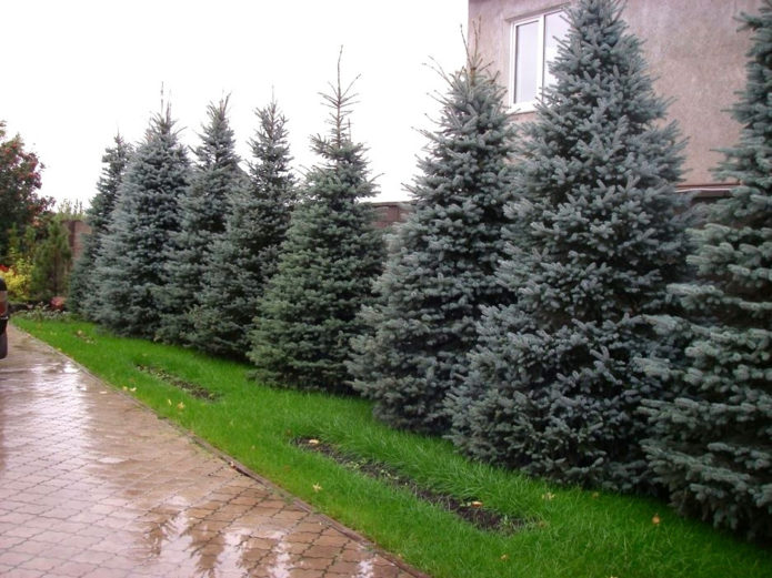 Spruce hedge