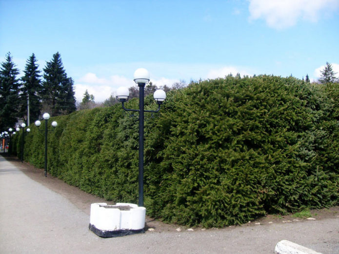 Spruce hedge