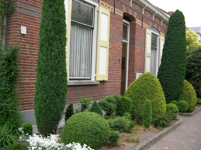 Spruce dalam reka bentuk landskap