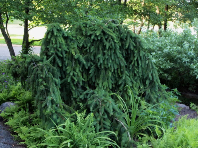 Spruce dalam reka bentuk landskap