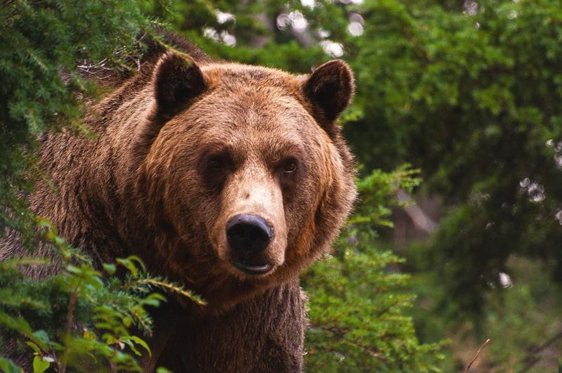 armazém de urso pardo