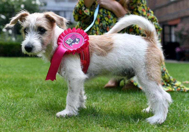 İngiltere: köpek yavrusu başbakanın ikametgahına yerleşti