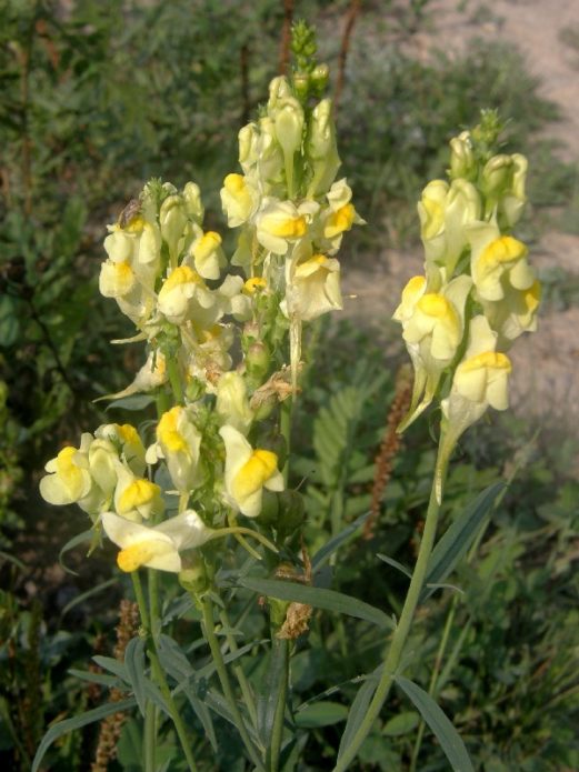 Toadflax comum