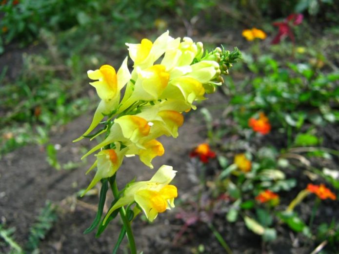 Toadflax på siden