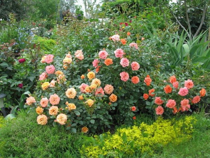 Bodembedekkende rozen in landschapsontwerp