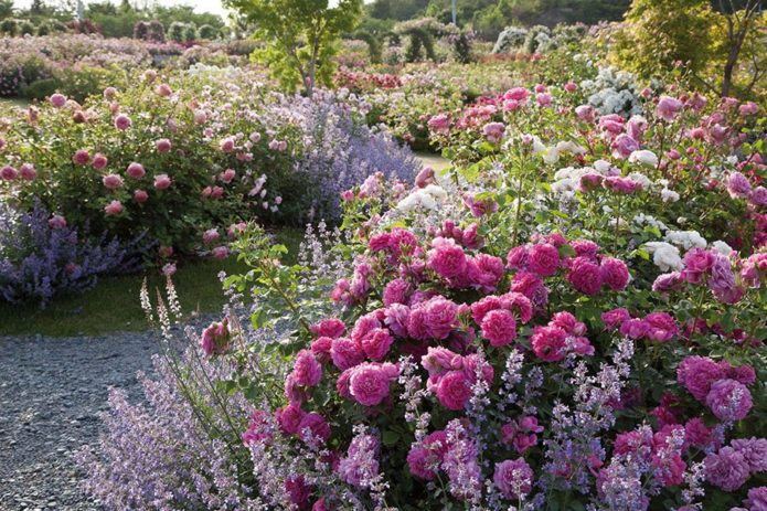 Rosas de cobertura vegetal em paisagismo