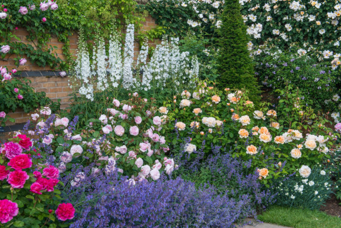 Rosas de cobertura de suelo en diseño de paisaje