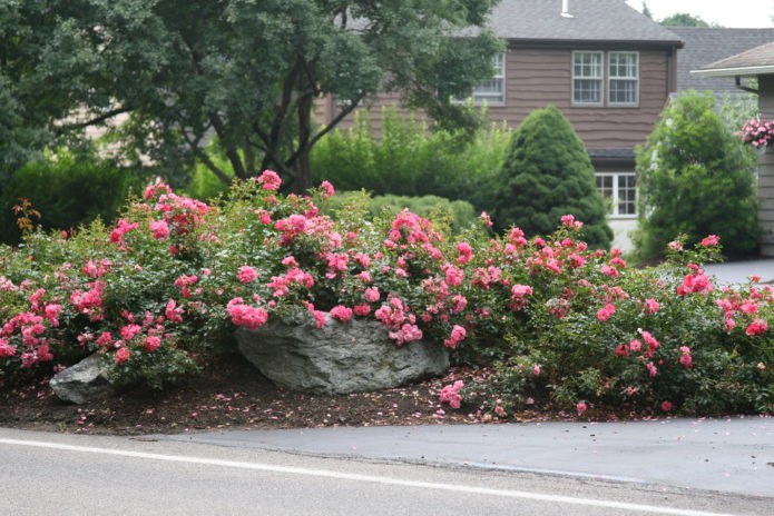 Rosas de cobertura de suelo en diseño de paisaje