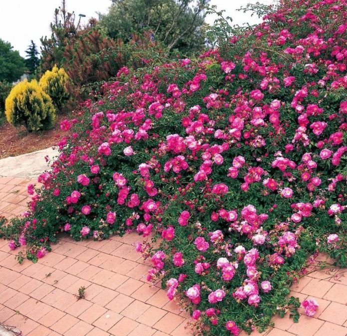 Rosas de cobertura vegetal em paisagismo