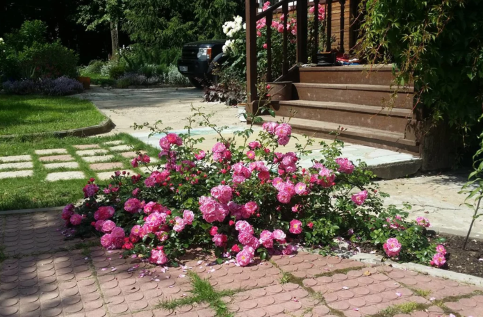 Rosas de cobertura vegetal em paisagismo