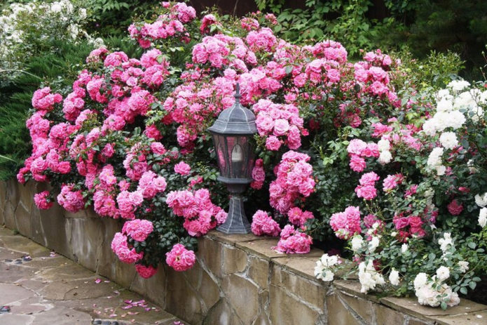 Rosas de cobertura de suelo en diseño de paisaje