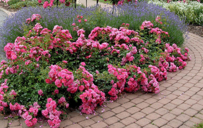 Rosas de cobertura vegetal em paisagismo