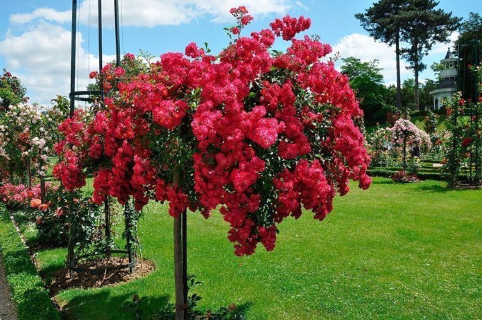 Rosas de cobertura do solo em caule