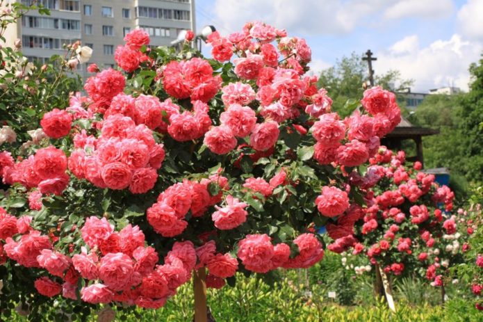 Rosas de cobertura de suelo en tallo