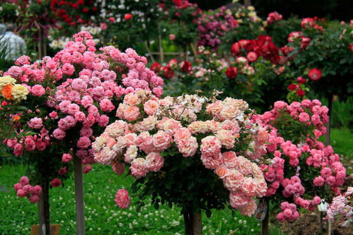 Roses de coberta del sòl a la tija