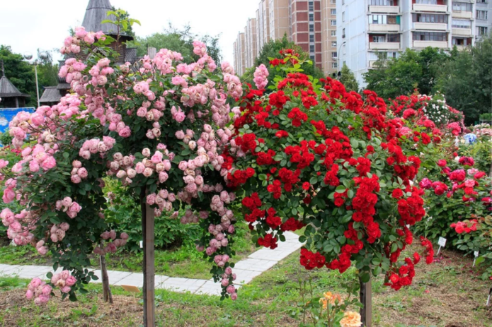 Rosas de cobertura do solo em caule