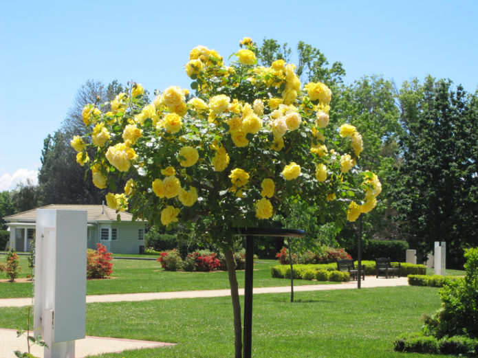 Roses de coberta del sòl a la tija