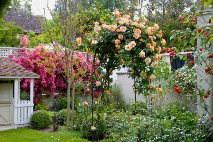 Rosas de cobertura vegetal em paisagismo