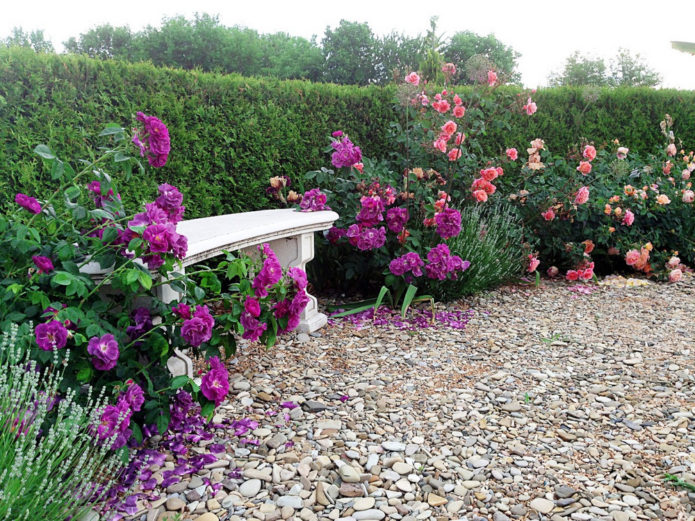 Rosas de cobertura vegetal em paisagismo