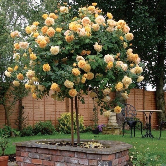 Rosas de cobertura vegetal em paisagismo