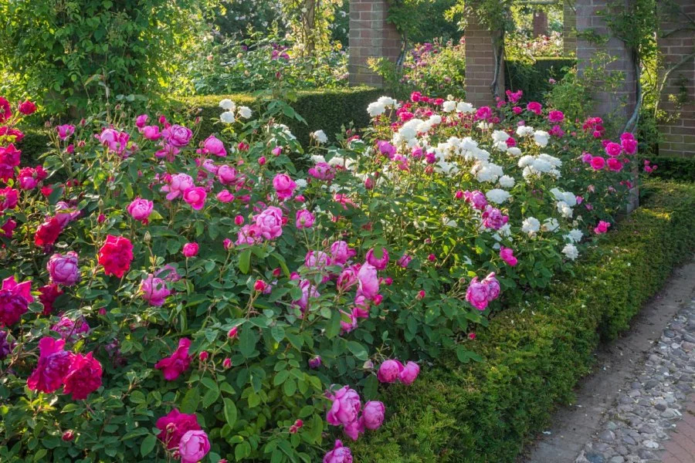 Ground cover roses in landscape design