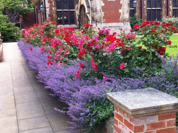 Rosas de cobertura vegetal em paisagismo