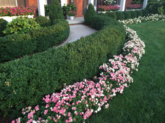 Rosas de cobertura vegetal em paisagismo