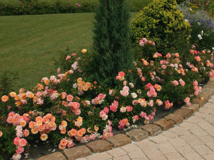 Rosas de cobertura vegetal em paisagismo