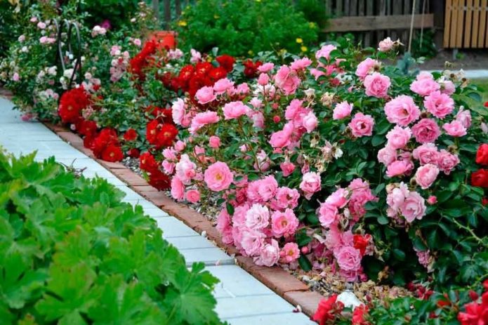 Rosas de cobertura de suelo en diseño de paisaje