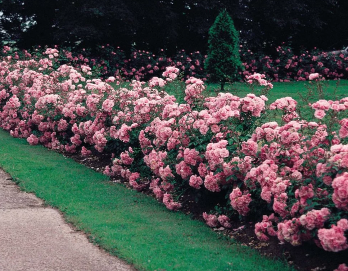 Roses de coberta del sòl en disseny de paisatges