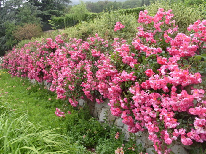 Mga rosas sa pabalat ng lupa sa disenyo ng landscape