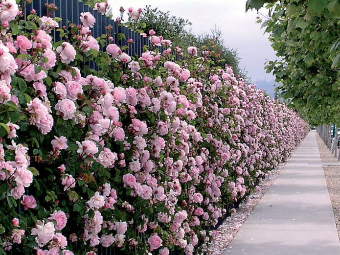 Rosas de cobertura vegetal em paisagismo