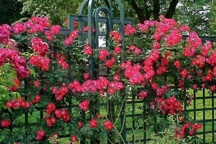 Bodembedekkende rozen in landschapsontwerp